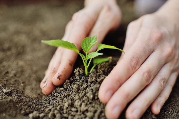 Hands close-up plant a young green sprout or seedling in the soil.