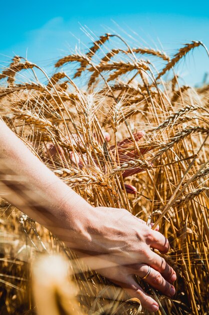 Hands closeup touching spikelets in a wheat field