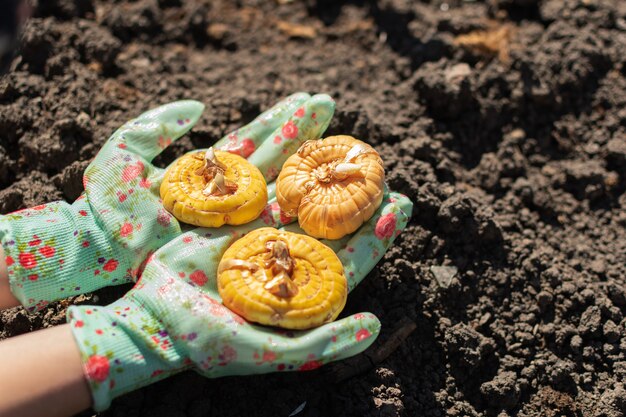 Hands in clourful gloves with gladiolus bulbs ready to planting