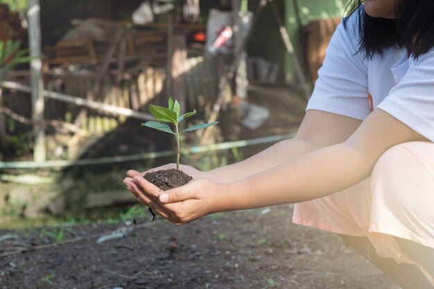 Hands clutching clay and seedlings