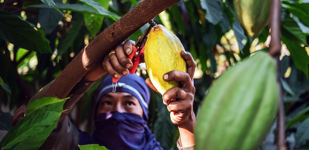 Le mani di un coltivatore di cacao usano delle cesoie per tagliare i baccelli di cacao o il frutto del cacao giallo maturo