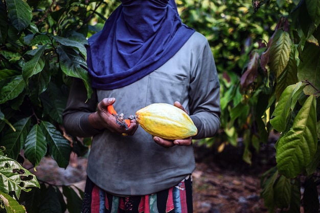 The hands of a cocoa farmer use pruning shears to cut the cocoa pods or fruit ripe yellow cacao