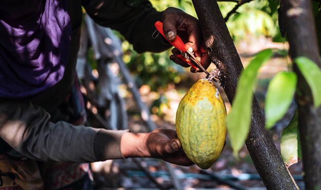 hands of a cocoa farmer use pruning shears to cut the fruit ripe yellow cacao from the cacao tree