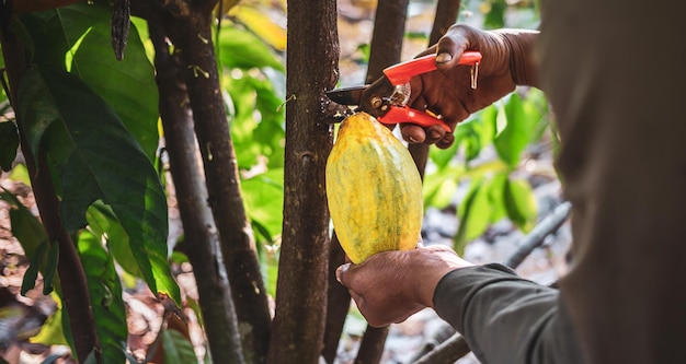 hands of a cocoa farmer use pruning shears to cut the fruit ripe yellow cacao from the cacao tree