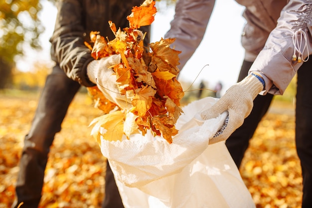 Hands collect and put the fallen leaves in a bag. A close-up shot of a collection of leaves in an autumn park. Volunteers clean the area from yellow leaves in the fall.