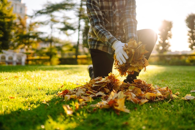 hands collects and piles fallen autumn leavesvolunteering cleaning concept seasonal gardening