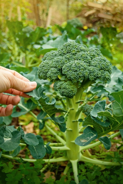 家の庭で新鮮なブロッコリーの植物をカッピングする手。健康的な食事のスーパーフード野菜菜食主義のライフスタイル。コピースペース