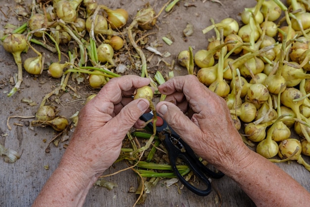 Hands of an elderly woman on the background of a desktop with a large harvest of onions.