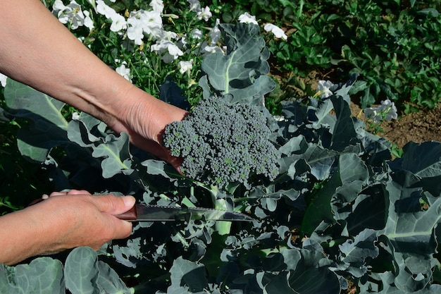 Hands of an elderly woman with a knife cut a fresh broccoli plant in the home garden. Healthy eating, sustainability, superfoods, growing vegetables, vegetarianism, lifestyle.