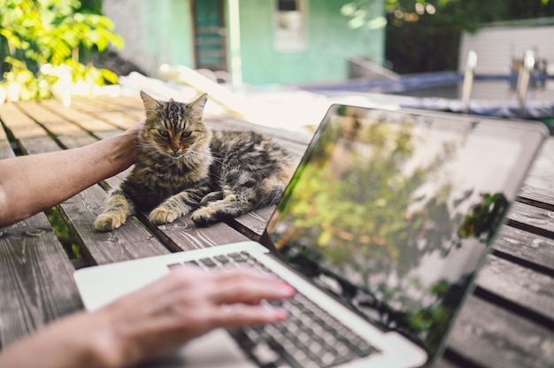 猫の横にあるノートパソコンで作業している年配の女性の手