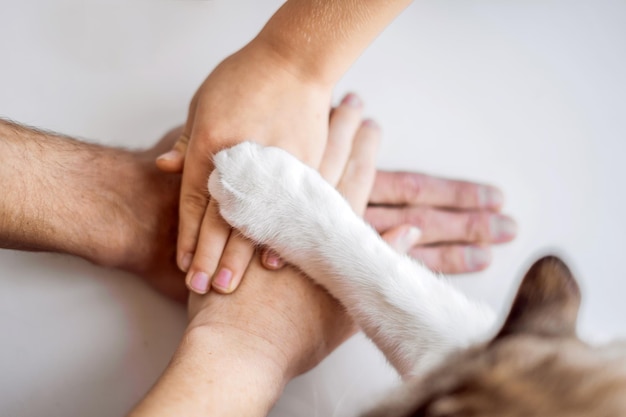 The hands of the family and the furry paw of the cat as a team Fighting for animal rights helping animals