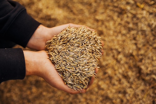 Foto le mani di un contadino in primo piano che tiene una manciata di cereali di grano prato rurale ricco concetto di raccolto