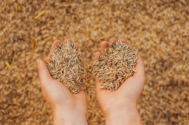 Foto le mani di un contadino close-up con una manciata di chicchi di grano