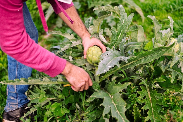 Hands of a farmer harvesting artichokes