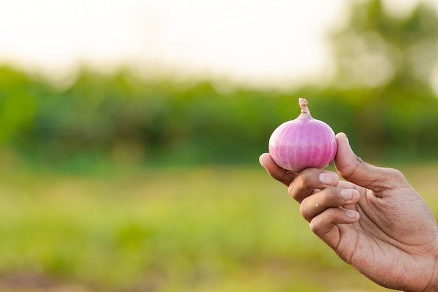 Mani di un agricoltore che tiene una cipolla al campo agricolo