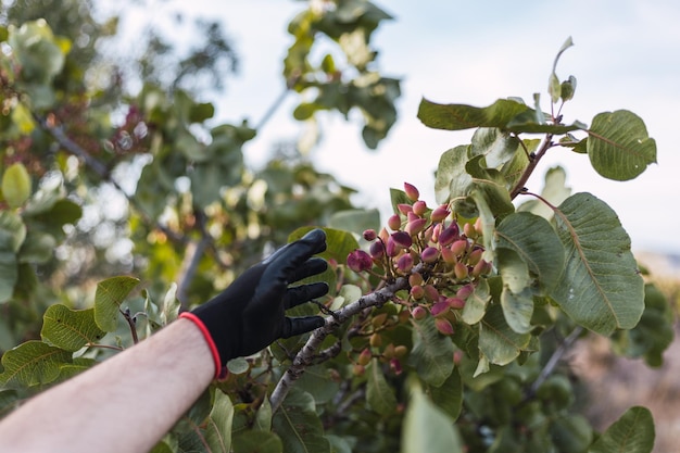 Foto mani di un contadino che raccoglie pistacchi durante la stagione del raccolto