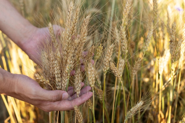 Hands farmer touches cereal spikelets in the wheat field protection and care for grain