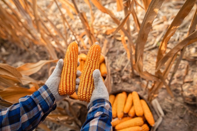 The hands of the farmers are harvesting corn Farmer harvest ideas for growing corn