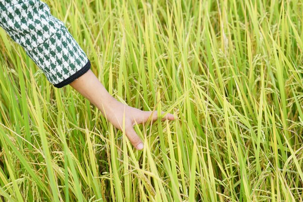 Hands farming gently touches the young rice in the paddy field holding hands in the warm sunlight