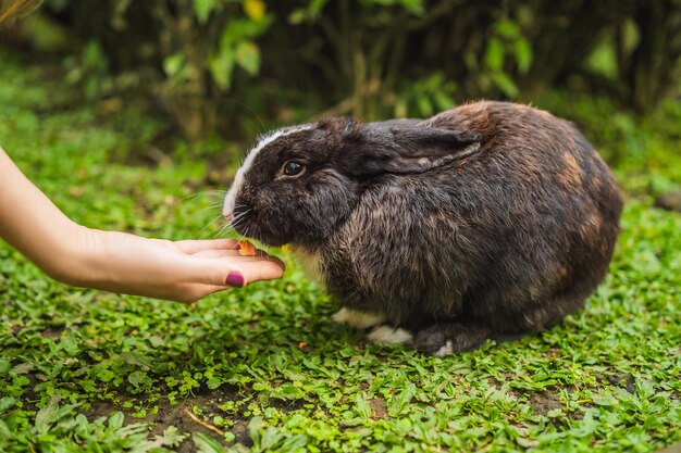 手はウサギに餌をやる ウサギ動物の化粧品テスト 動物虐待のない動物虐待の概念を止める