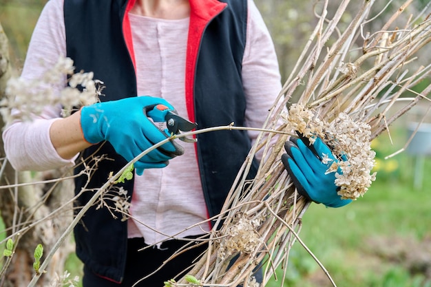 Mani di giardiniere femminile in guanti con cesoie che potano il cespuglio di ortensie