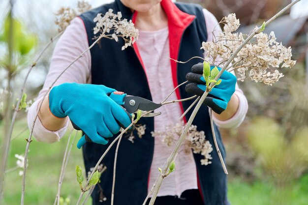 Hands of female gardener in gloves with secateurs pruning hydrangea bush