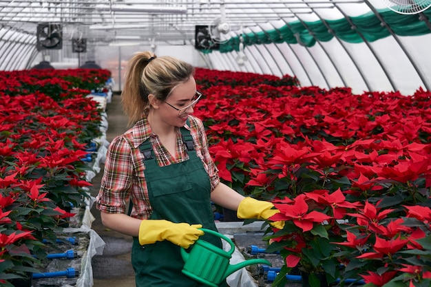 Hands of a female gardener in a greenhouse takes care of\
poinsettia flowers by applying fertilizers or pesticides to the\
soil