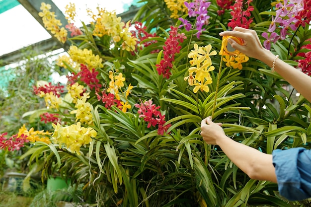 美しい咲く熱帯の花の茎の長さを測定する女性の温室労働者の手