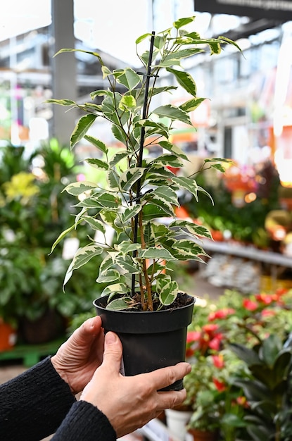 The hands of a female seller hold a pot of ficus in a flower shop Banner