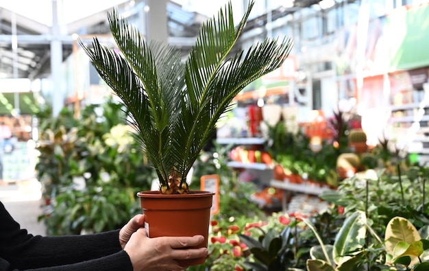 Foto le mani di una venditrice tengono un vaso di palma in un negozio di fiori banner