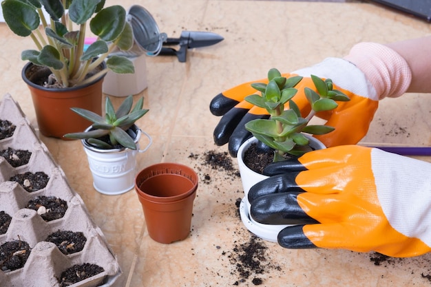 Hands in garden gloves planting succulents in new flower pots The process of home gardening