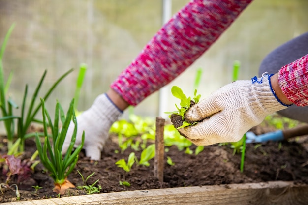 家庭用手袋の庭師の手は、温室の地面に若い植物の芽の苗を植えます。春の時間