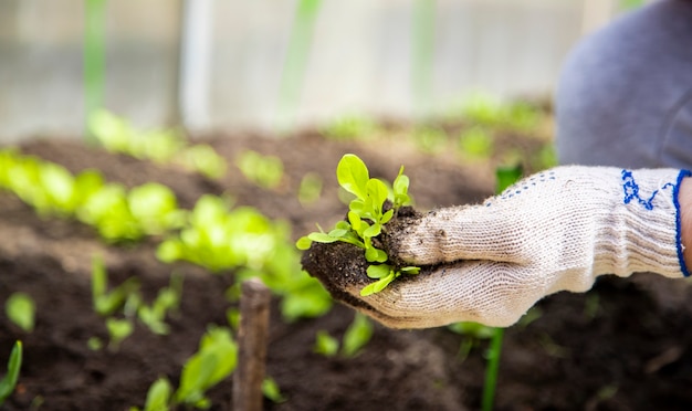 hands of gardener in household gloves plants seedlings of young plant sprouts in  ground greenhouse