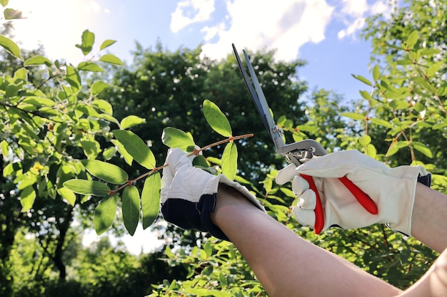 Hands of gardener in leather gloves trim