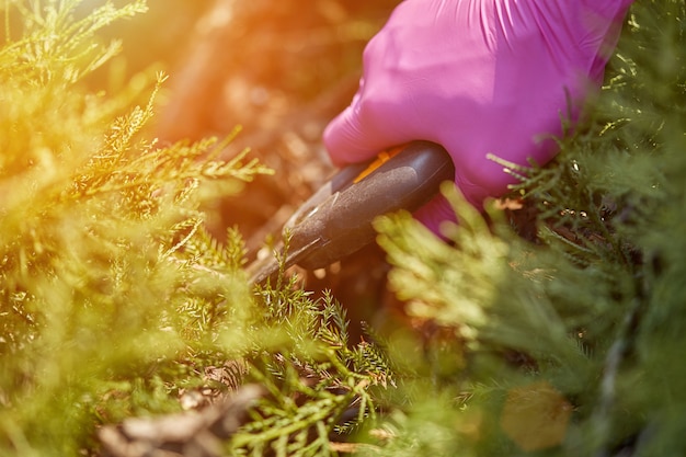 紫色の手袋をはめた庭師の手が、太陽の下で剪定ばさみで生い茂った緑の低木を刈っています...