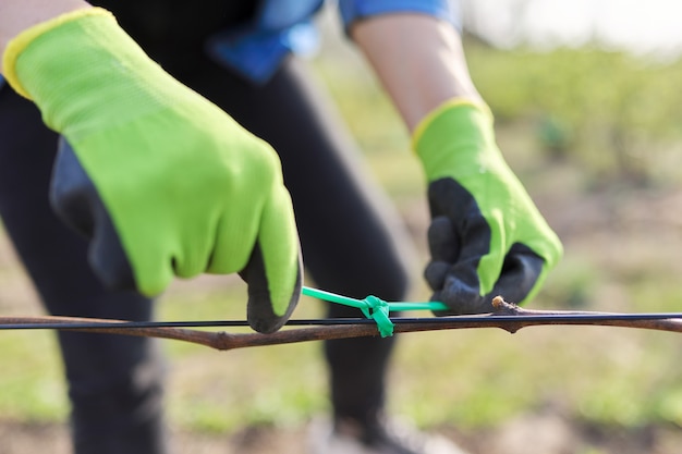 Mani del giardiniere che legano la vite con nastro adesivo al supporto, primo piano, primo lavoro primaverile in vigna