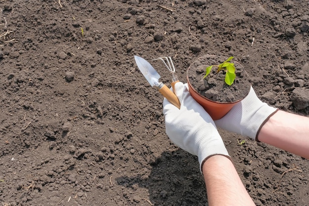 Photo hands of a gardener with a tool and a flower in the vegetable garden transplanting seedlings