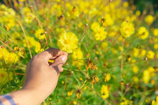 Фото Руки дарят желтые полевые цветы с любовью. романтические чувства