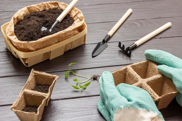 Hands in gloves hold a peat pot Seedlings with soil on table Shovel in paper container with soil