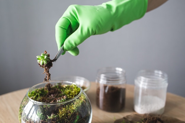 Hands in gloves plant succulents with tweezers.