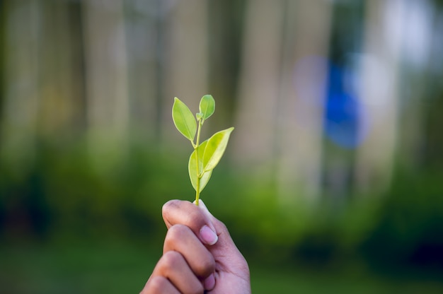 Hands and green leaves Beautiful green leafy peak