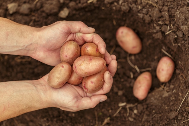 Foto mani che raccolgono patate organiche fresche da suolo