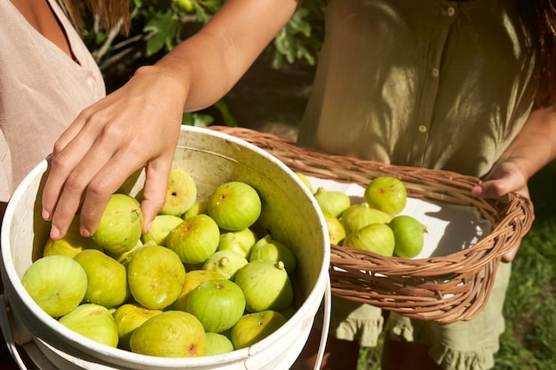 Hands harvesting organic figs from the tree