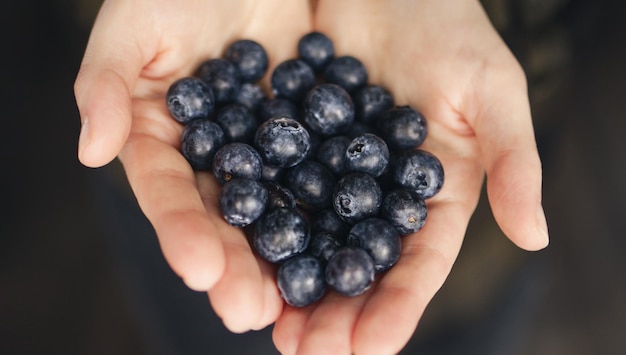 Photo hands hold handful of fresh blueberries. harvest blueberry.