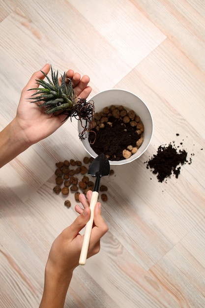 手が植物を持って、鉢に植える準備をします。