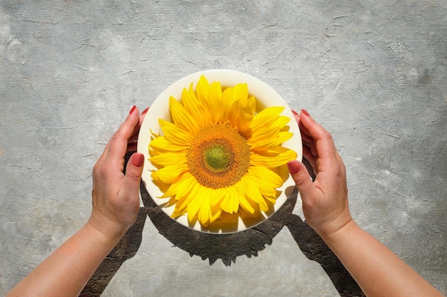 Hands hold plate with sunflower. Flat lay, top view on light grey textured neutral background. Square composition. Sunshine in every plate, positivity food concept.