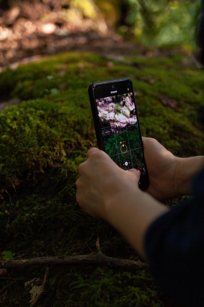 スマートフォンを地面から低く持ってモスカバーの写真を近くから撮ります モバイル写真家が森の植物の美しさを垂直にクローズアップで撮影します