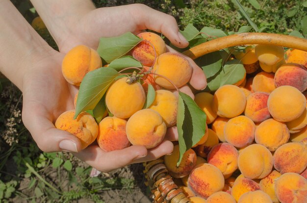 Hands holding apricots in the garden