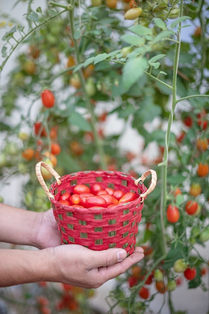 hands holding Basket with tomatoes