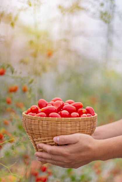руки держат корзину с помидорами